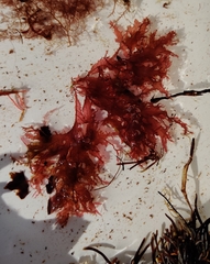 Phycodrys rubens