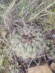 Thelocactus hexaedrophorus