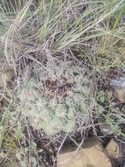Thelocactus hexaedrophorus