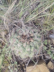 Thelocactus hexaedrophorus
