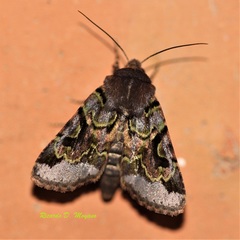 Proteinania achatioides