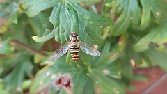 Episyrphus balteatus