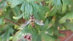 Episyrphus balteatus
