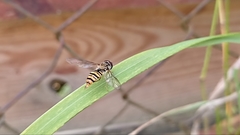 Episyrphus balteatus