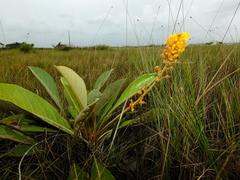 Byrsonima verbascifolia