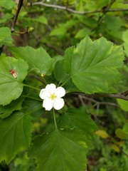 Crataegus intricata