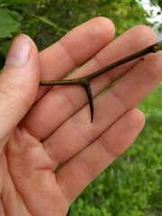 Crataegus intricata
