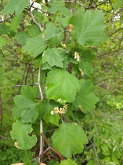 Crataegus intricata
