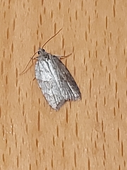 Acleris sparsana