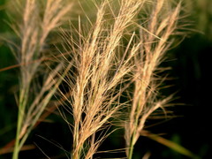 Aristida junciformis