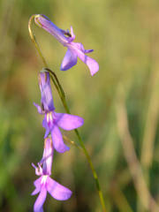 Lobelia filiformis