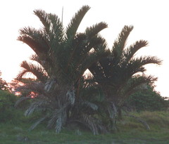 Raphia australis
