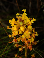 Byrsonima verbascifolia