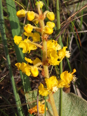 Byrsonima verbascifolia