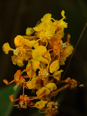 Byrsonima verbascifolia