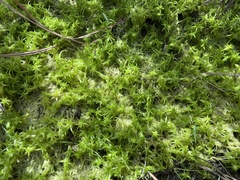 Sphagnum trinitense