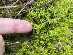 Sphagnum trinitense