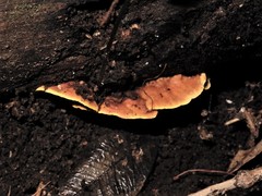 Flaviporus brownii image