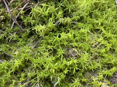 Sphagnum trinitense