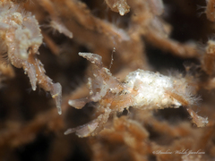 Amathia verticillata