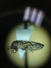 Phlegyas abbreviatus