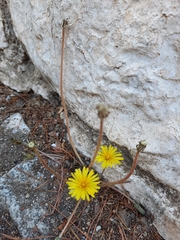 Taraxacum serotinum