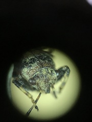 Phlegyas abbreviatus