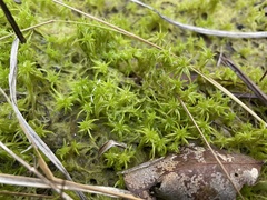 Sphagnum trinitense