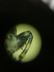 Phlegyas abbreviatus