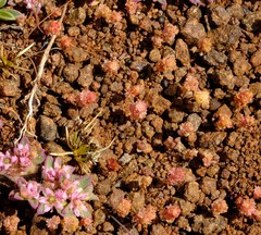 Crassula minuta