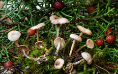Marasmius wynneae