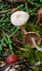 Marasmius wynneae
