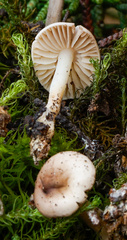 Marasmius wynneae