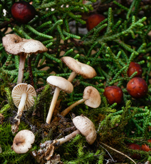 Marasmius wynneae