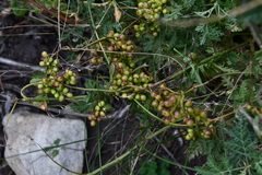 Cuscuta japonica