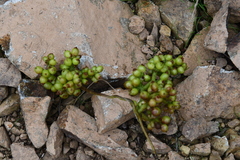 Cuscuta japonica