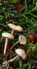 Marasmius wynneae