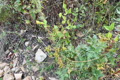 Cuscuta japonica