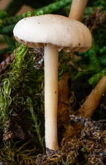 Marasmius wynneae