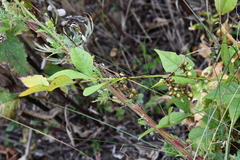 Cuscuta japonica