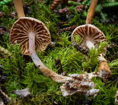Marasmius wynneae