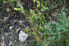 Cuscuta japonica