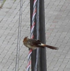 Guira guira