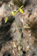 Albuca bakeri