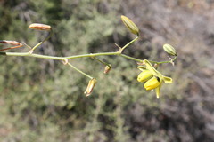 Albuca bakeri