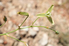 Albuca echinosperma