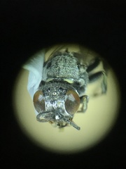 Oxybelus emarginatus