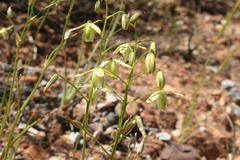 Albuca echinosperma