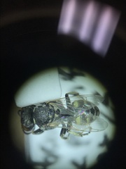 Oxybelus emarginatus