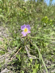 Rhexia cubensis